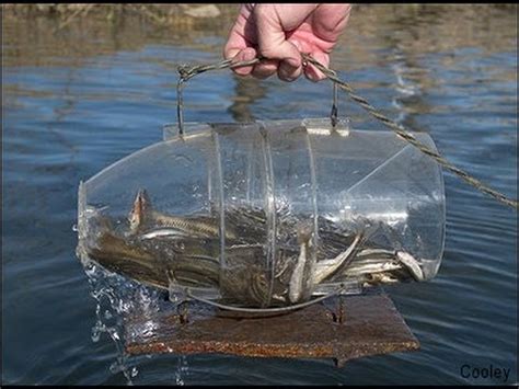 The art of using a magic bait minnow trap to attract more fish
